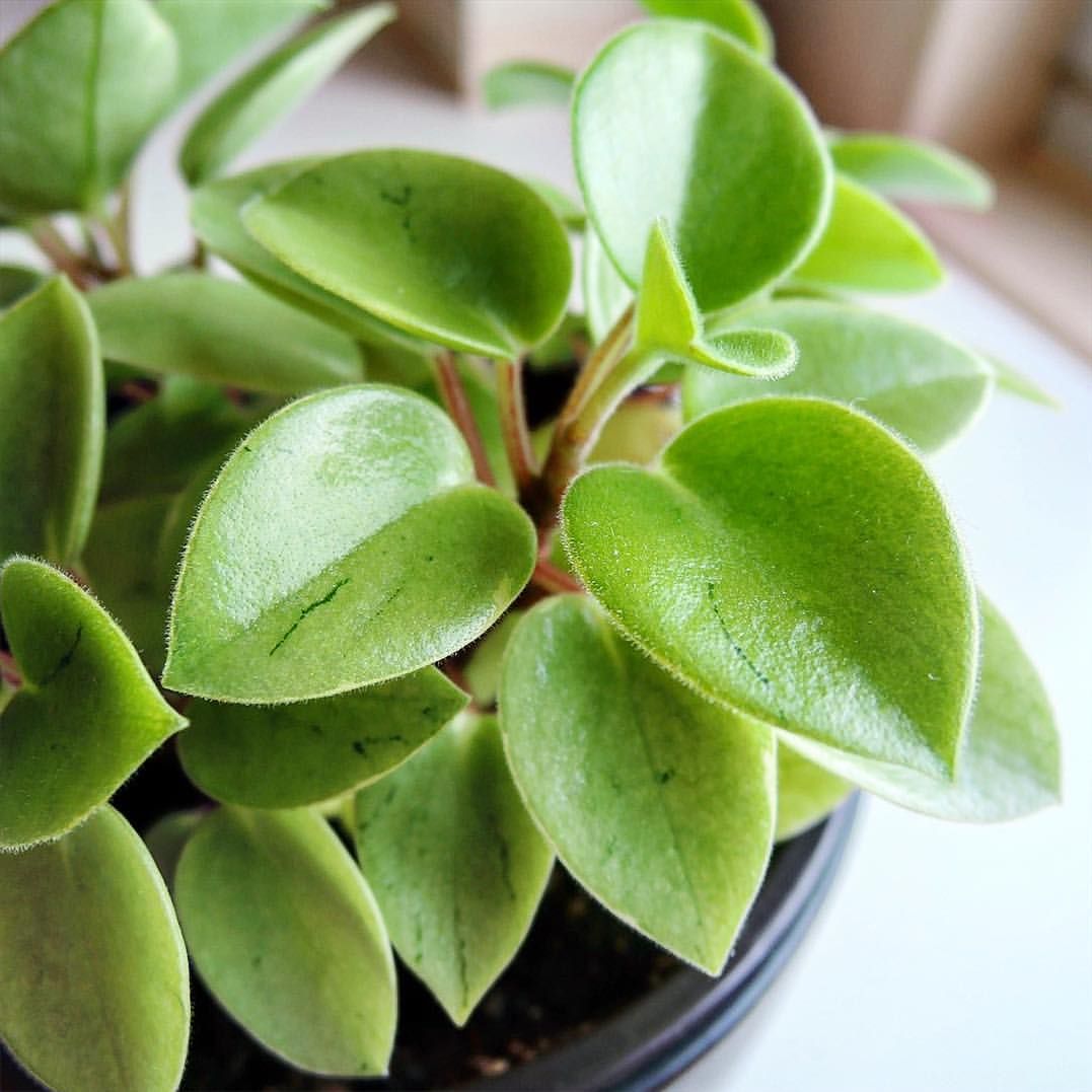 Peperomia Lime Green (Peperomia) - Ladybird Nursery