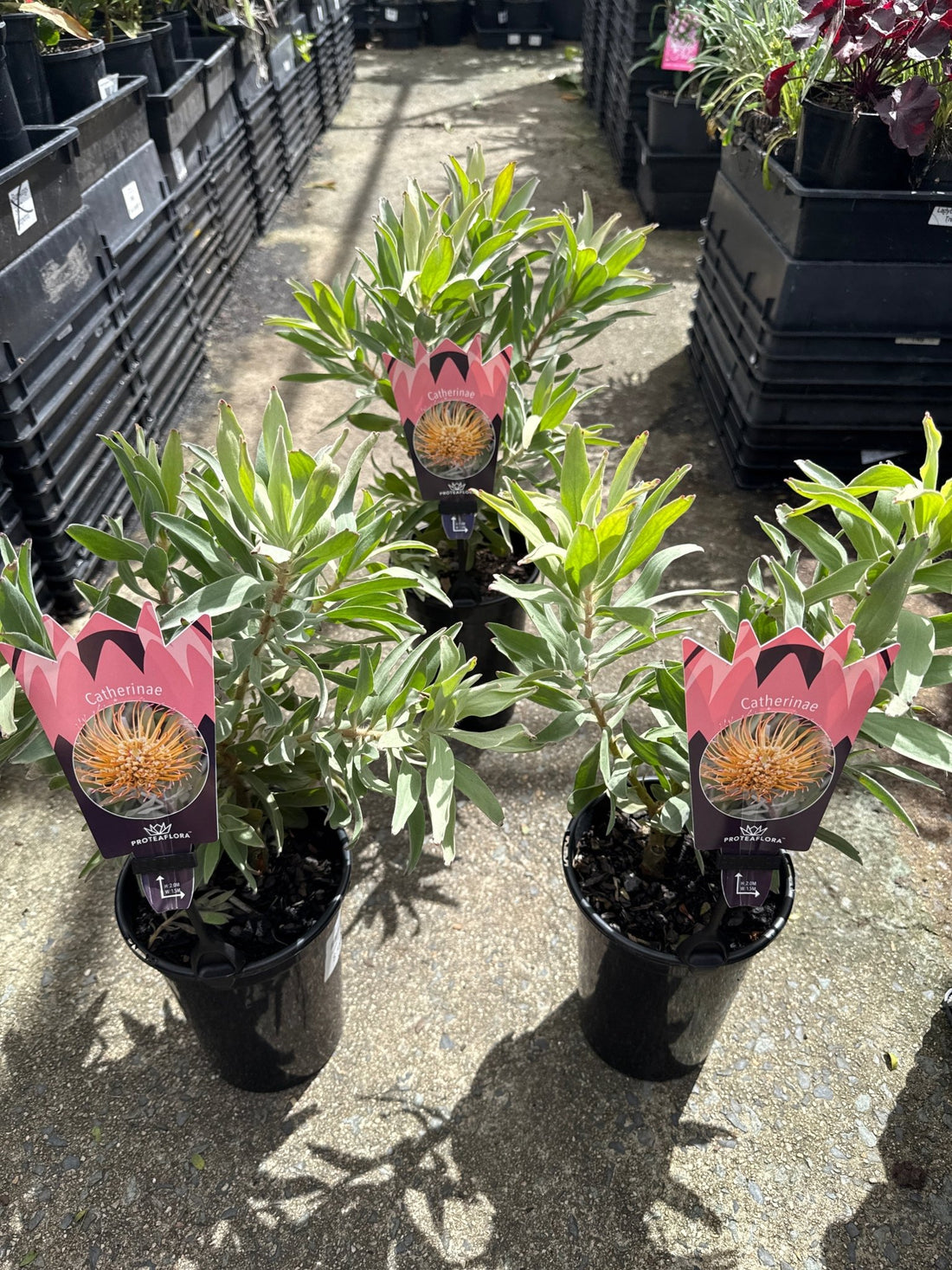 Leucospermum 'Catherinae' - Ladybird Nursery