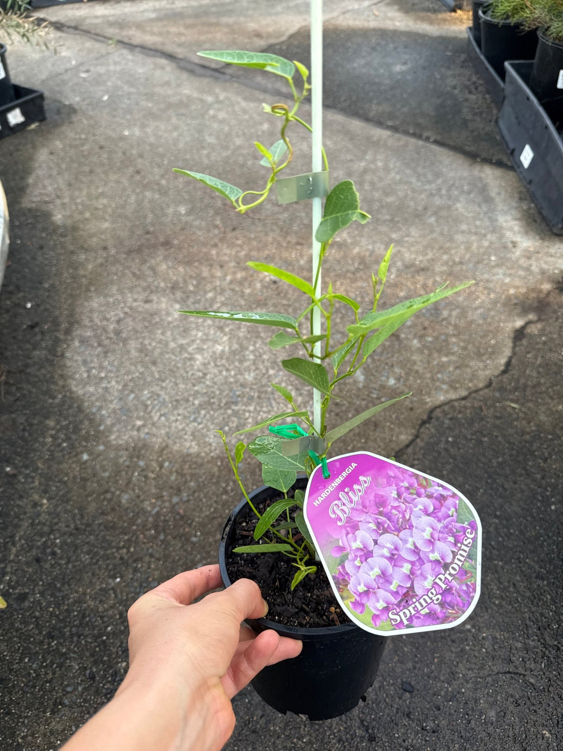 Hardenbergia 'Bliss' (Hardenbergia violacea) - Ladybird Nursery