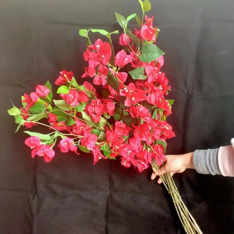 Bougainvillea Crimson Jewel (Bougainvillea glabra) - Ladybird Nursery