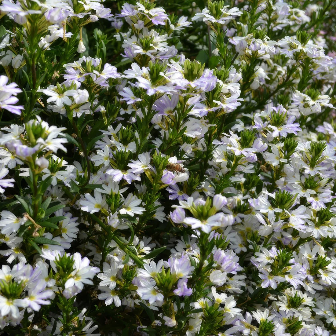 Fan Flower Fairy White (Scaevola aemula)
