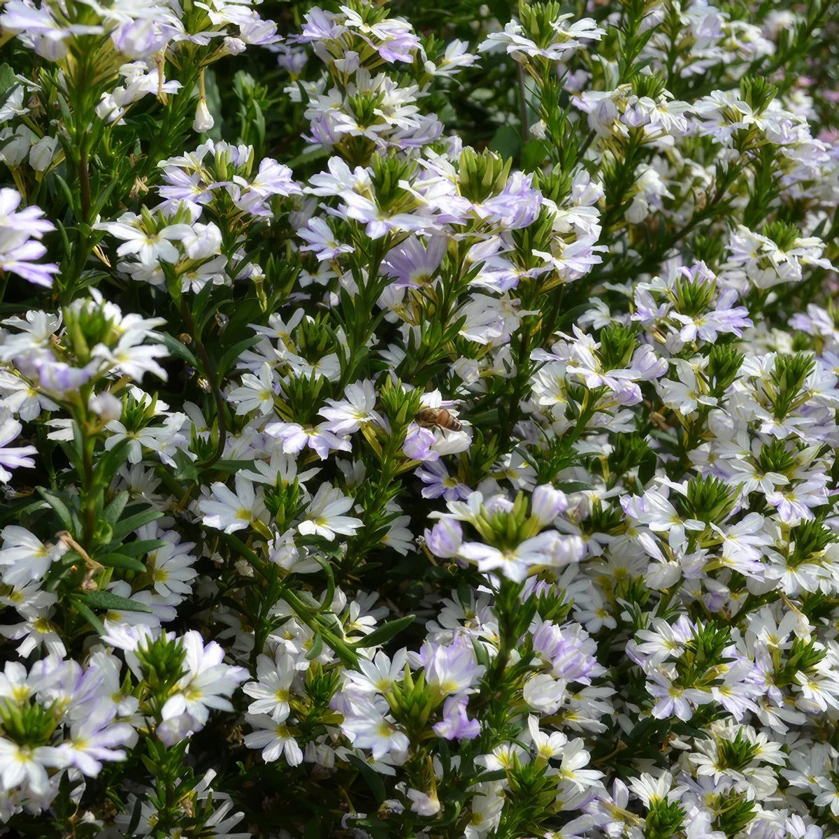 Fan Flower Fairy White (Scaevola aemula)