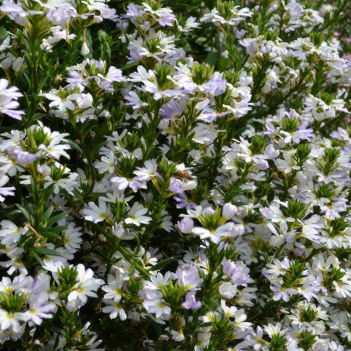 Fan Flower Fairy White (Scaevola aemula) - Ladybird Nursery