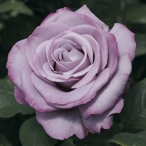Rosa Terrazza® Purple (Rosa) - Ladybird Nursery