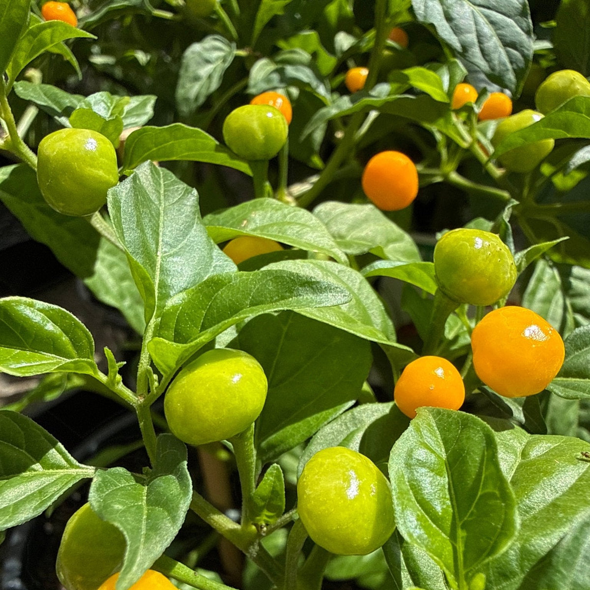 Chilli ‘Aji Charapita’ - Ladybird Nursery