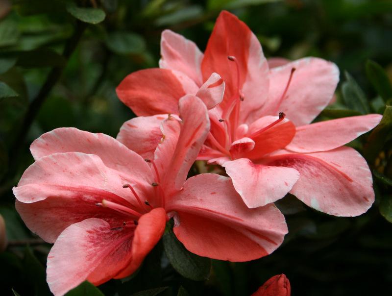 Azalea Coral Wings - Ladybird Nursery