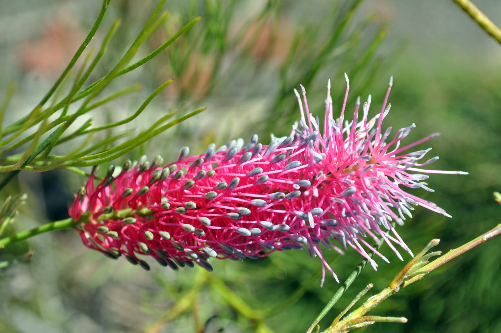 Grevillea 'Panrock Princess' - Ladybird Nursery