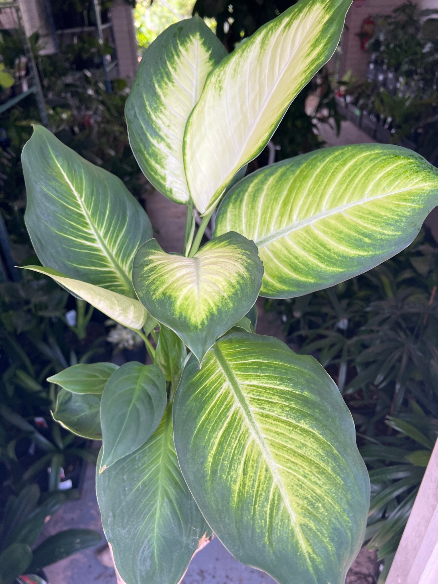 dieffenbachia seguine tropic marianne Dieffenbachia 'Tropic Marianne' Plant – Buy Now! – Ladybird Nursery