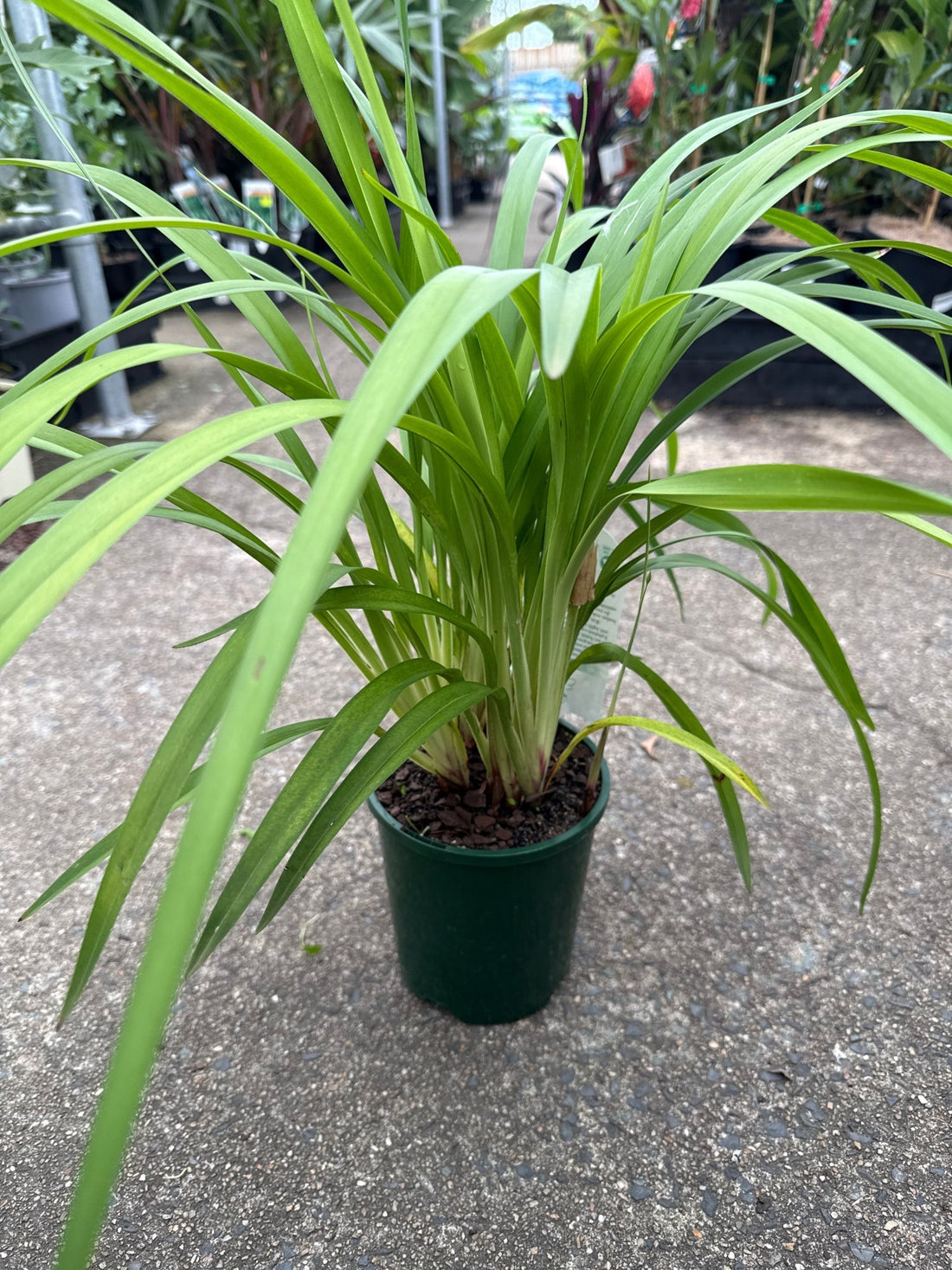 Dianella Emerald Fountain - Ladybird Nursery