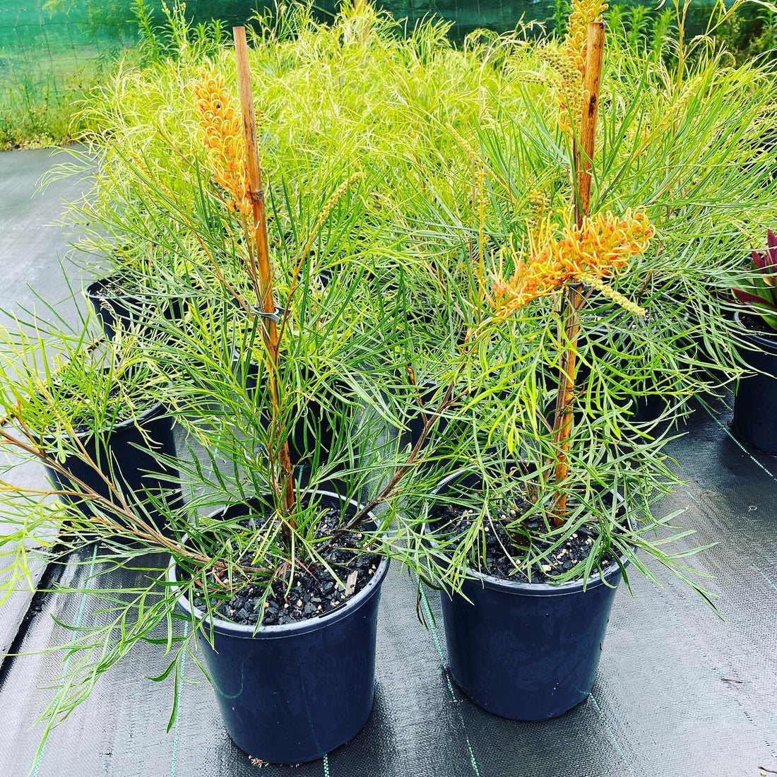 Grevillea Little Honey - Ladybird Nursery