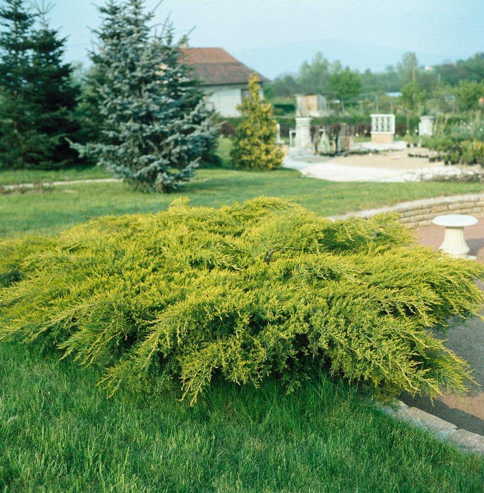 Chinese Juniper Gold Coast (Juniperus chinensis) - Ladybird Nursery