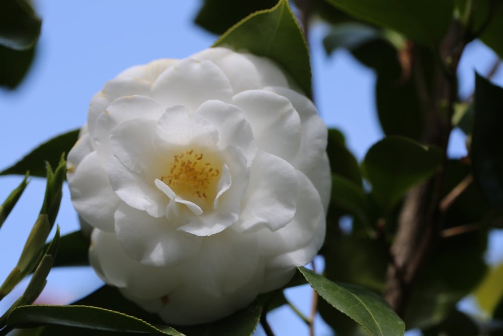 Camellia Janet Waterhouse (Camellia japonica) - Ladybird Nursery