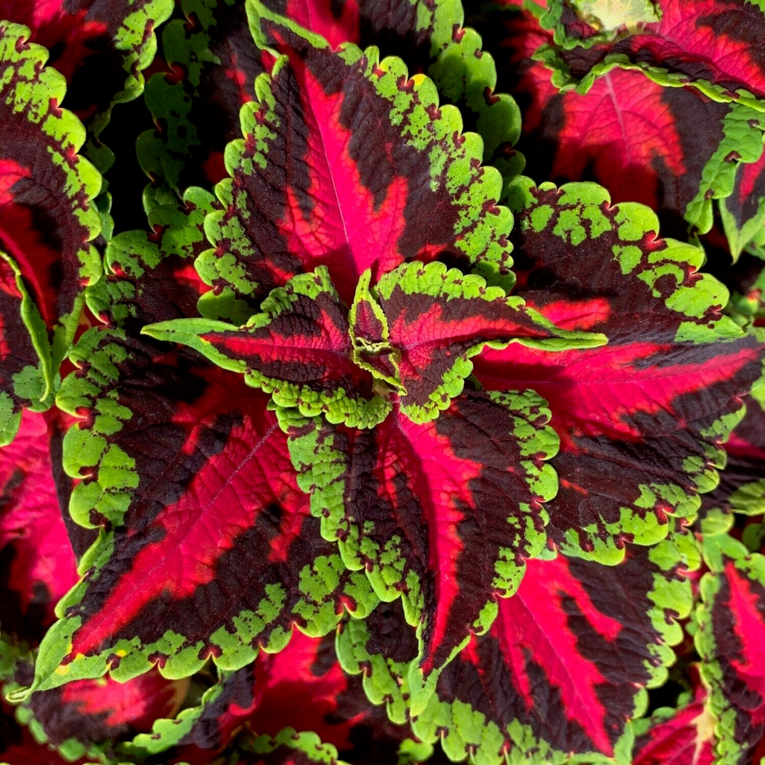 Coleus Heartbreaker - Ladybird Nursery