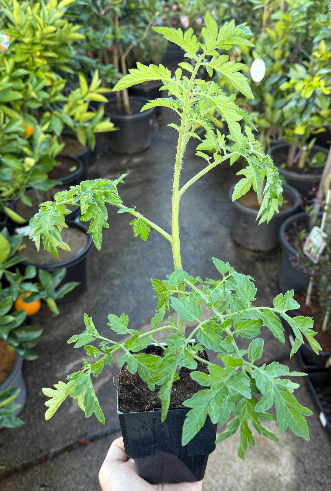 Tomato 'Barry's Crazy Cherry'