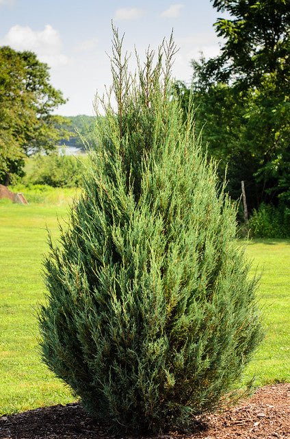 Eastern Red Cedar Skyrocket (Juniperus virginiana) - Ladybird Nursery