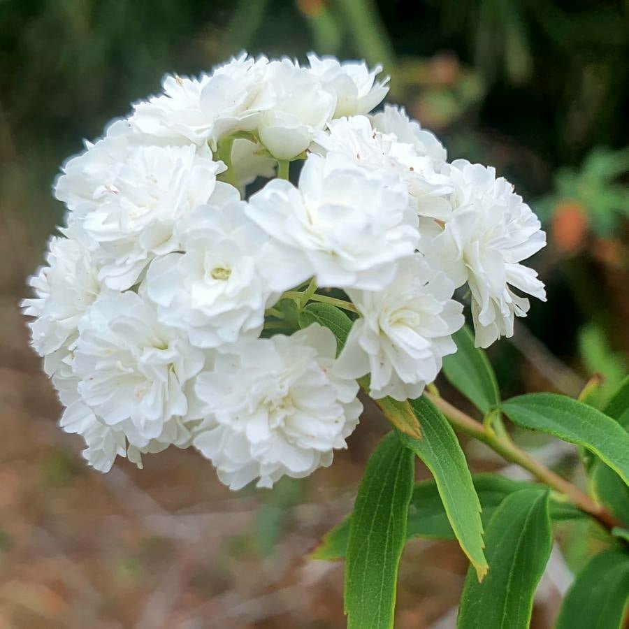 Spirea Single White May (Spiraea) - Ladybird Nursery