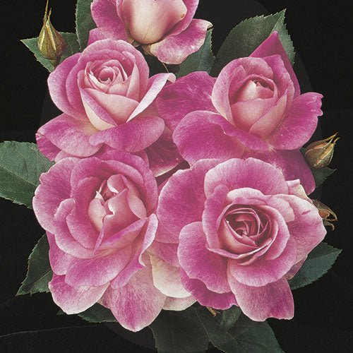 Rose Iceberg (Rosa) - Ladybird Nursery