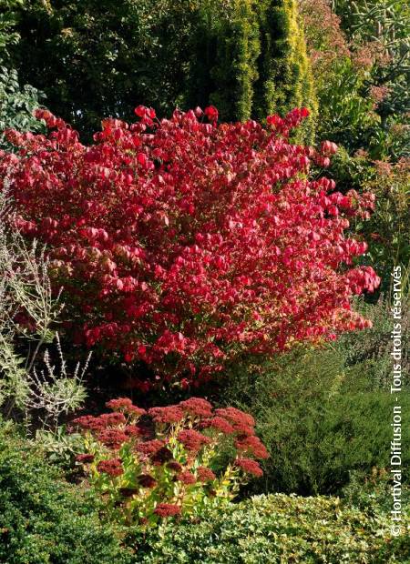 Compact Winged Spindle (Euonymus alatus) - Ladybird Nursery