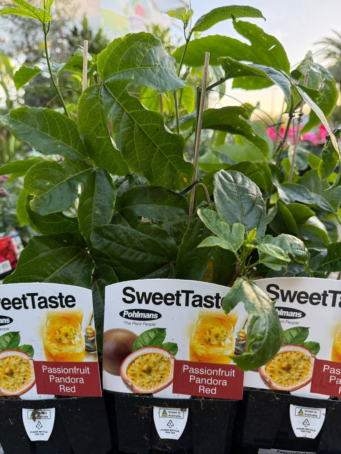 Passionfruit 'Pandora' - Ladybird Nursery