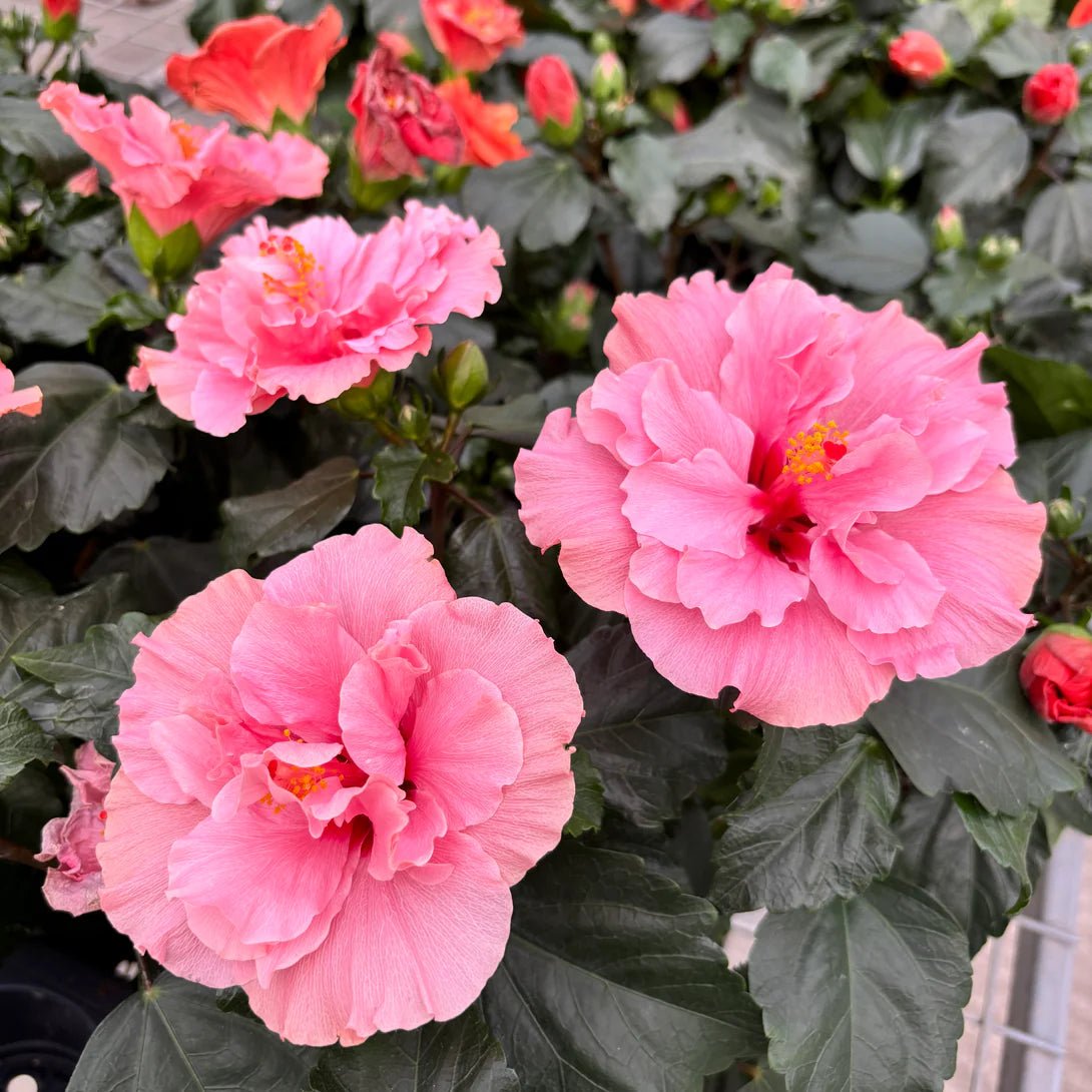 Hibiscus Adonicus Double Pink (Hibiscus rosa - sinensis) - Ladybird Nursery