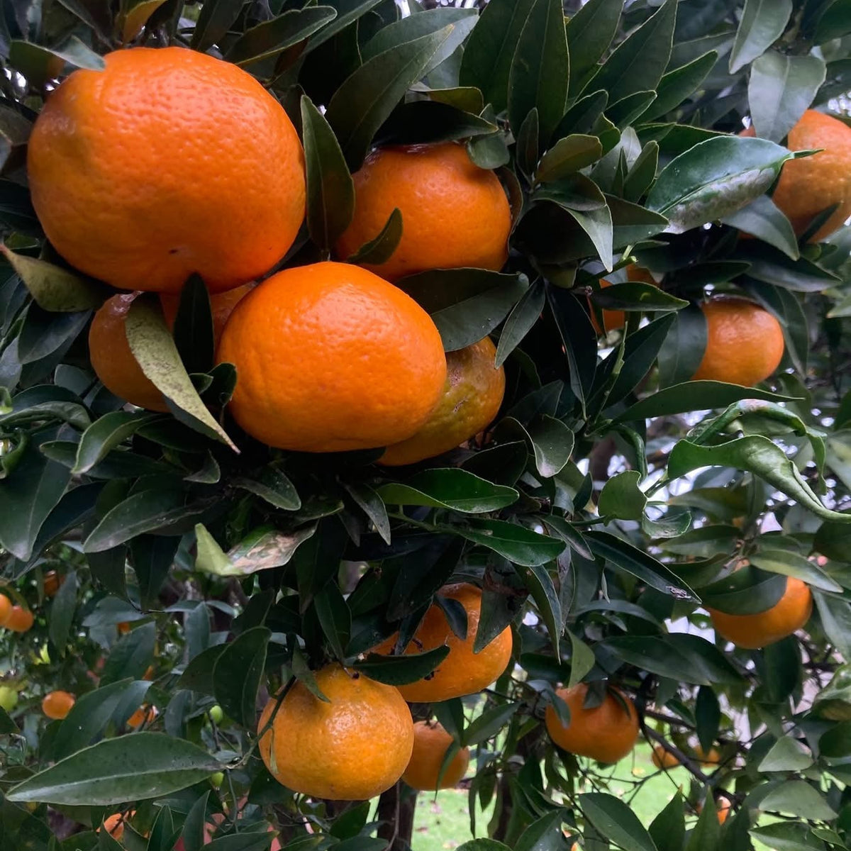 Mandarin 'Imperial' - Jumbo 500mm pot (PICK UP ONLY) - Ladybird Nursery