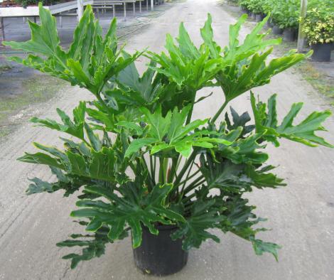 Philodendron Hope - Ladybird Nursery