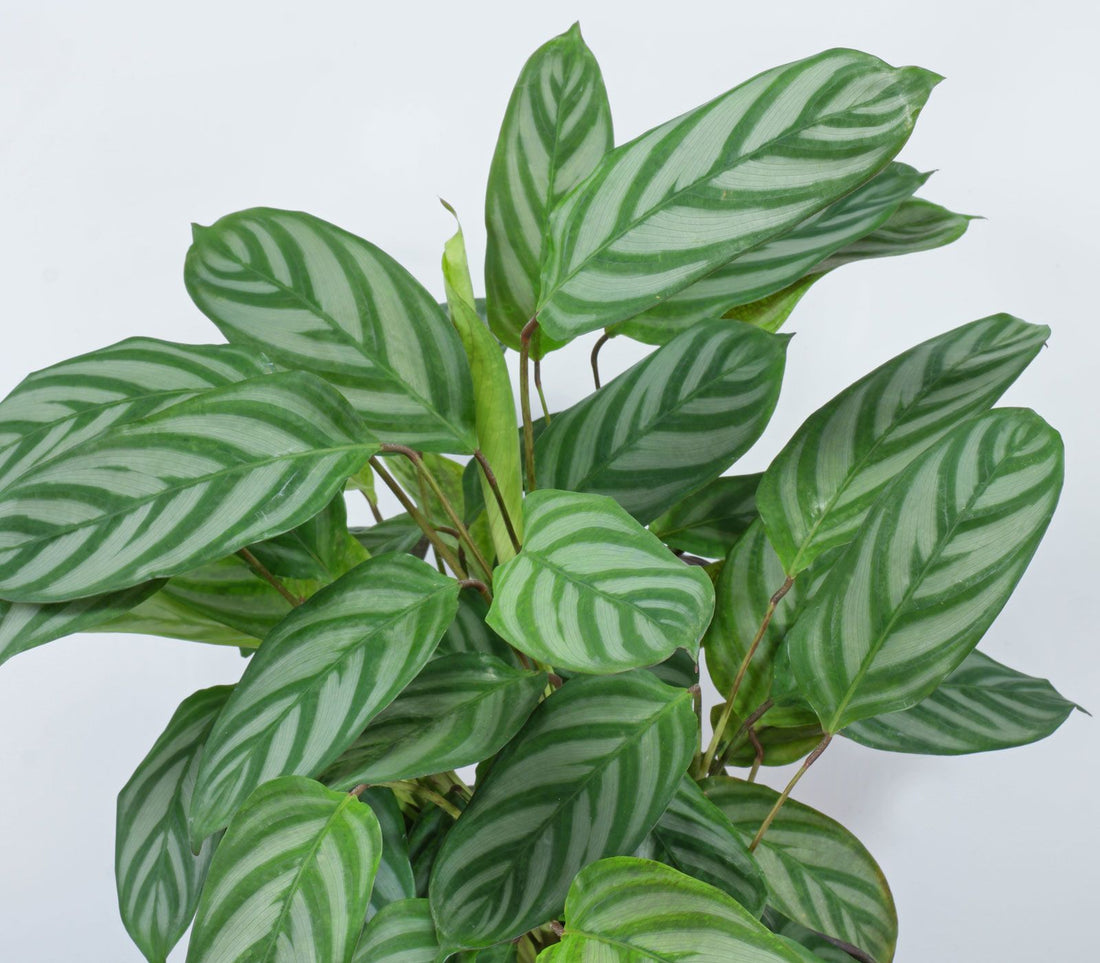 Ctenanthe (Ctenanthe setosa) - Ladybird Nursery