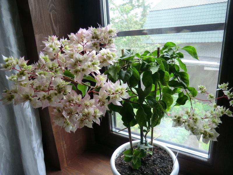 Bougainvillea Limberlost Beauty (Bougainvillea glabra) - Ladybird Nursery