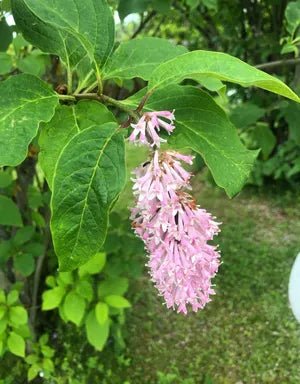 Wolf's Lilac (Syringa wolfii) - Ladybird Nursery