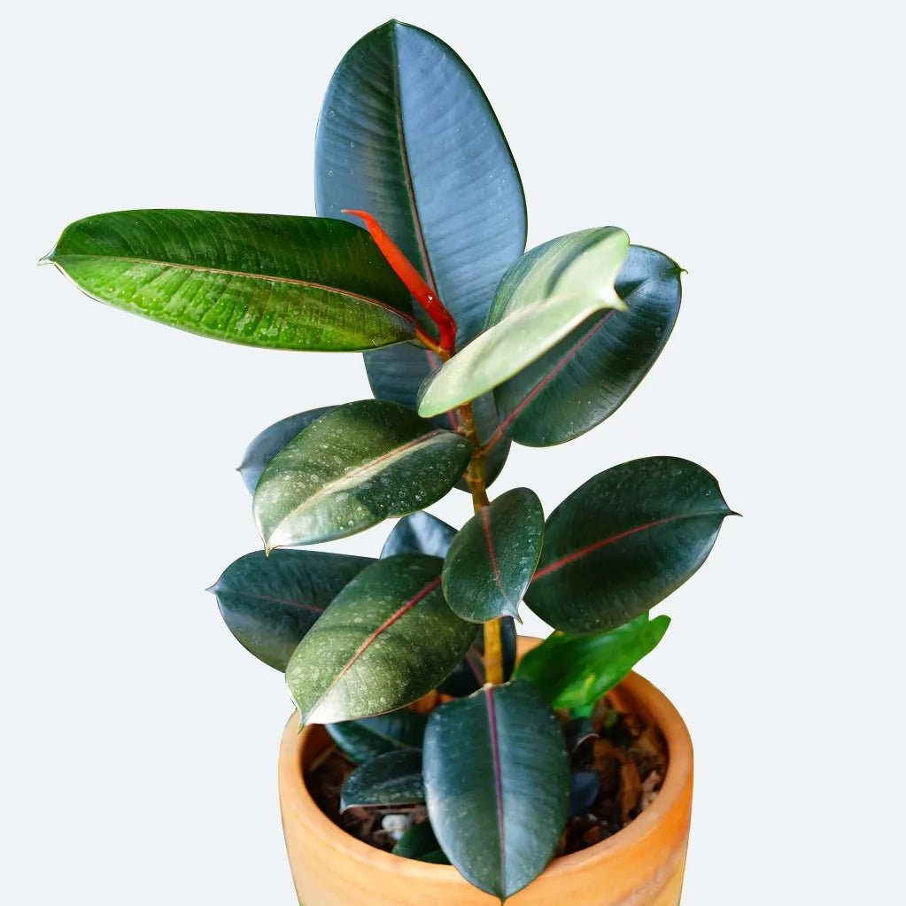Decora Rubber Plant (Ficus elastica) - Ladybird Nursery