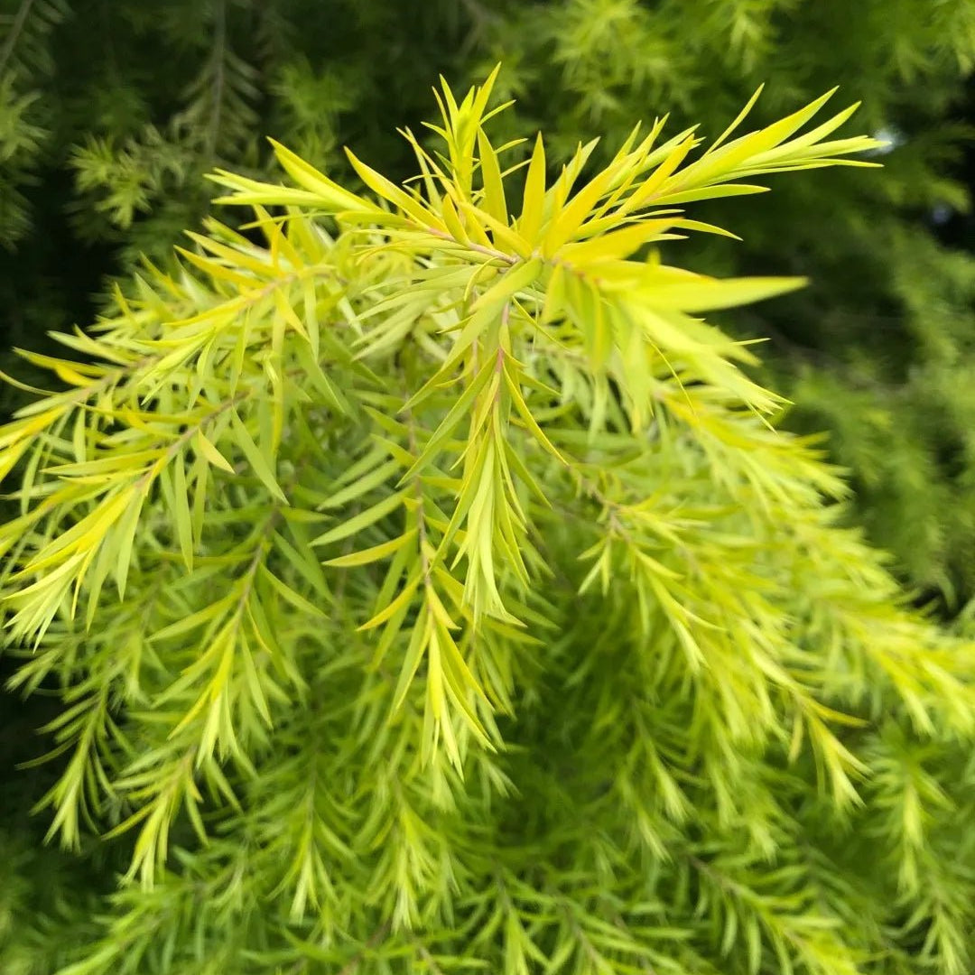 Black Tea - tree Little Gold Feathers (Melaleuca bracteata) - Ladybird Nursery