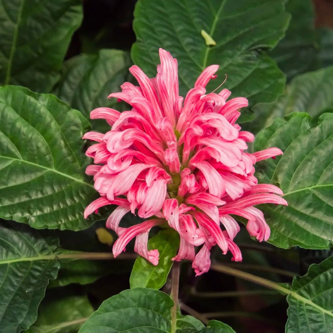 Brazilian Plume Flower (Justicia floribunda) - Ladybird Nursery