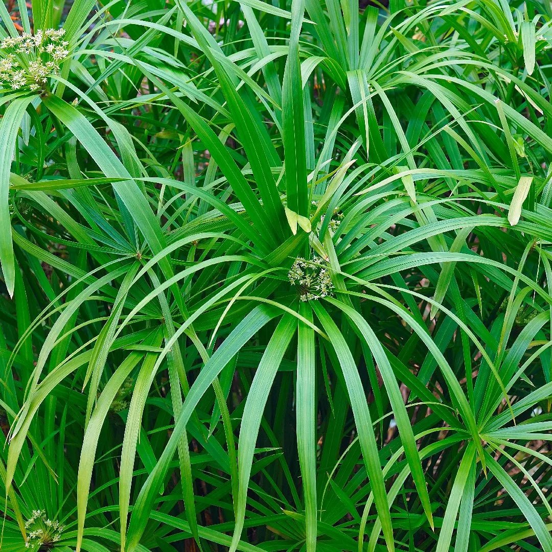 Umbrella Sedge (Cyperus alternifolius) - Ladybird Nursery