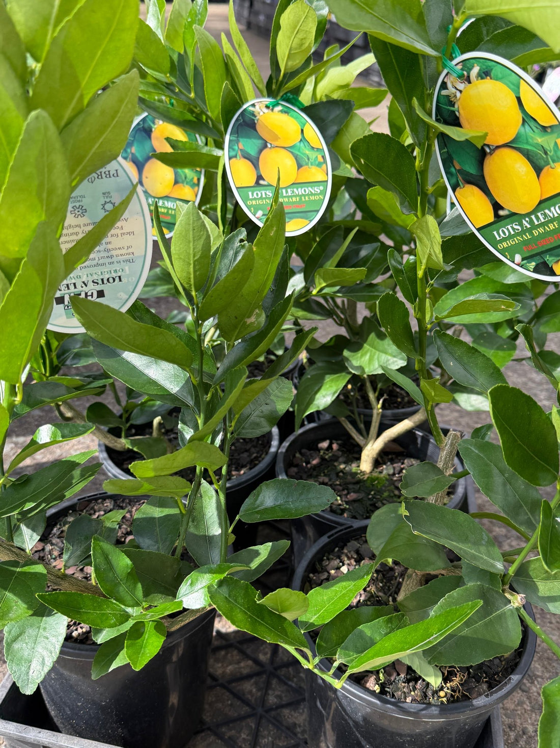 Lotsa Lemons - Large (QLD Only) - Ladybird Nursery