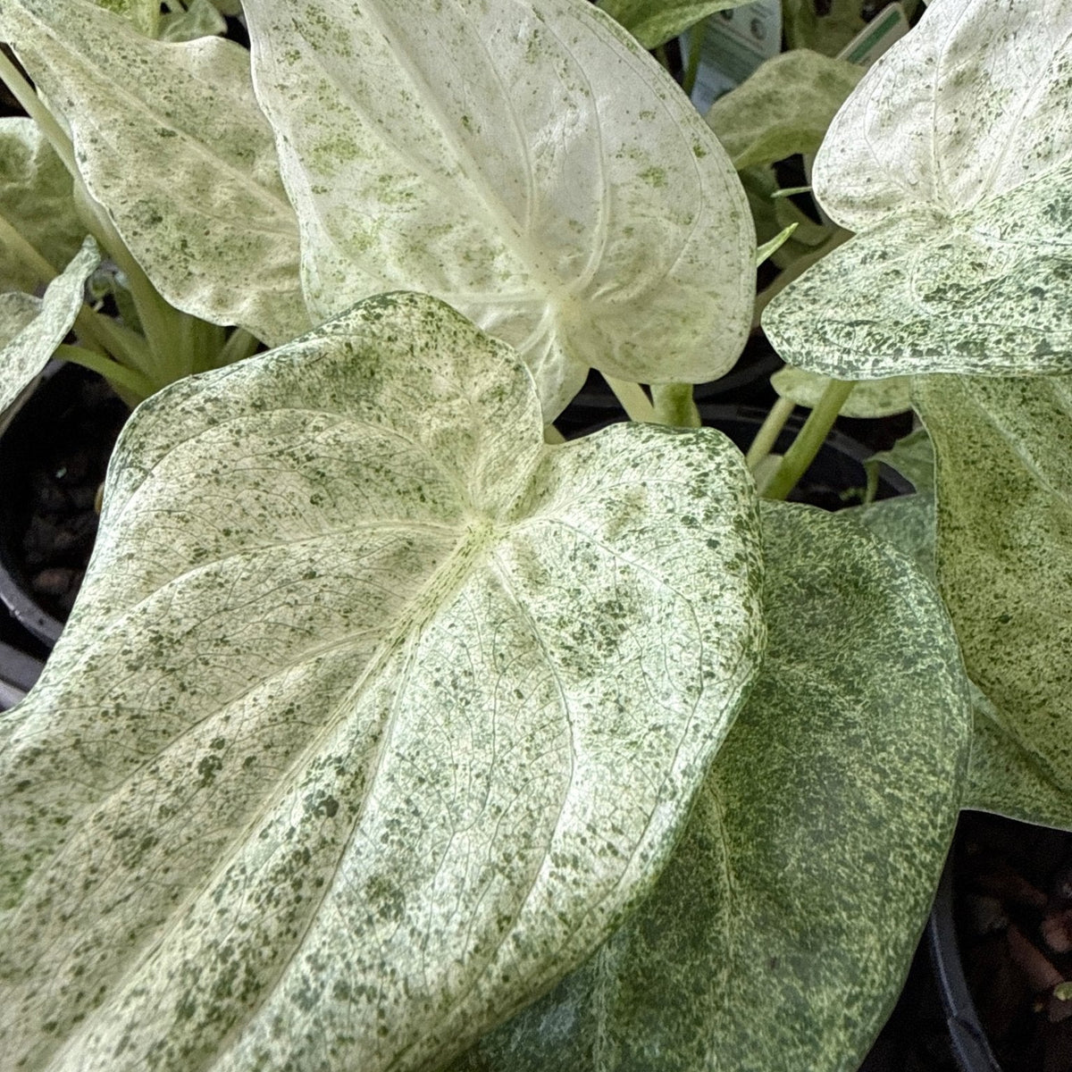 Variegated Elephant Ear ‘Marble White’ (Alocasia cucullata) - Ladybird Nursery