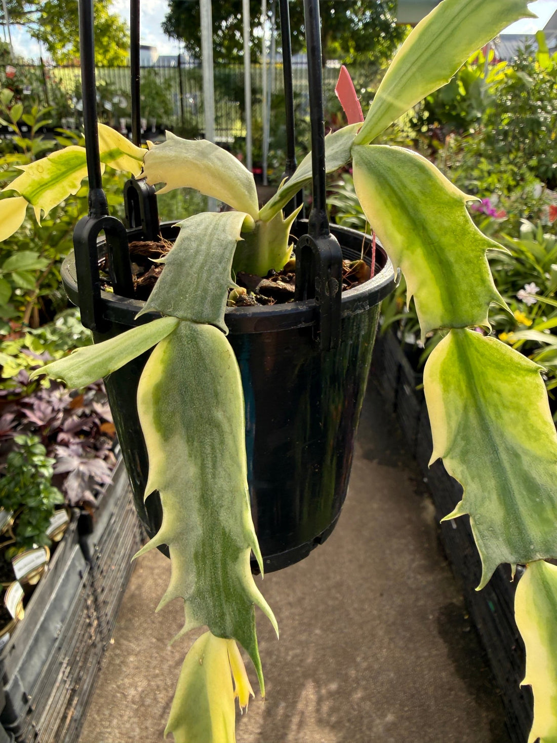 Variegated Zygocactus (Schlumbergera truncata) - Ladybird Nursery
