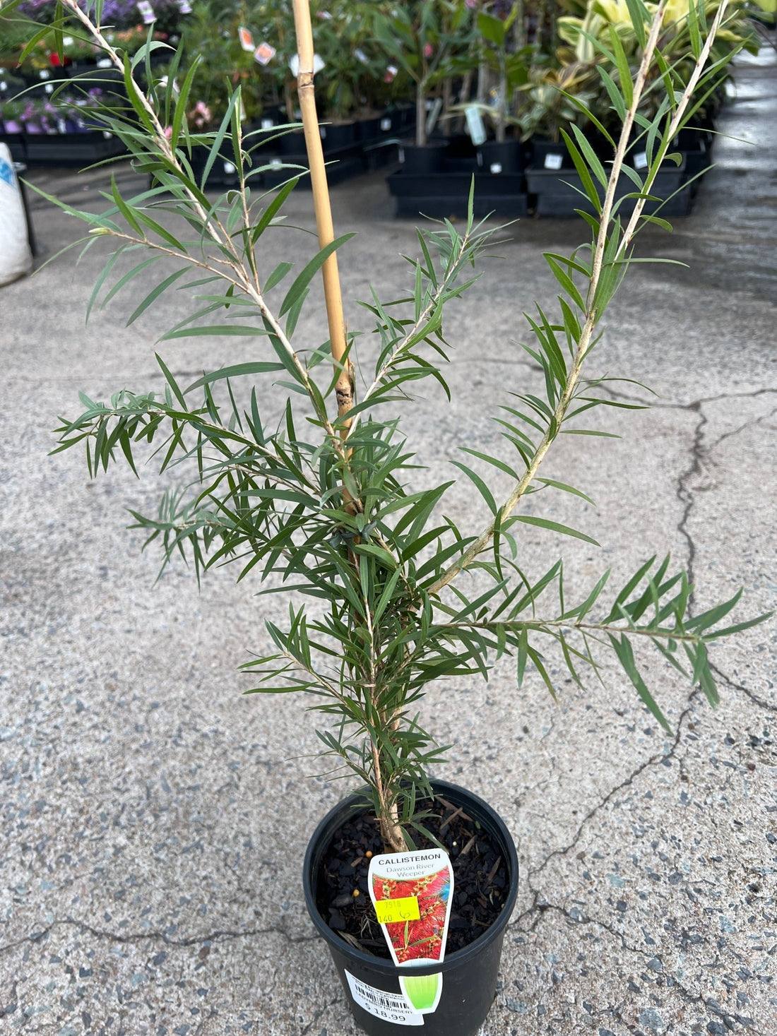Weeping Bottlebrush Dawson River Weeper (Callistemon viminalis) - Ladybird Nursery