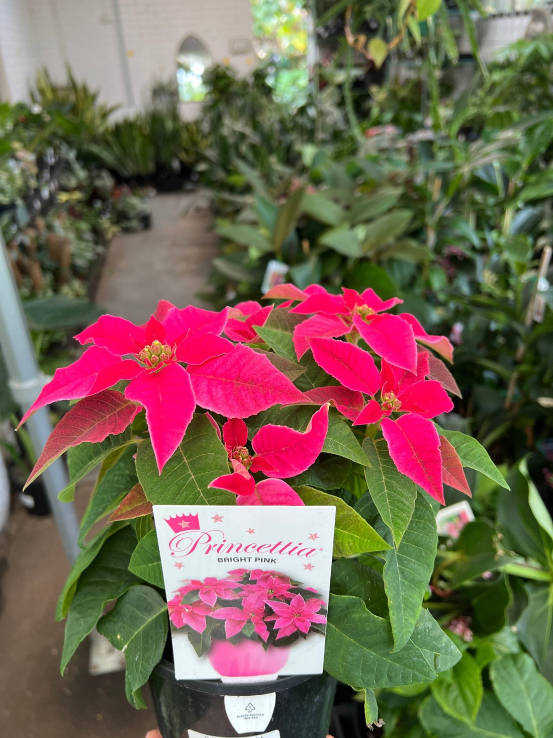 Princettia 'Bright Pink' - Ladybird Nursery