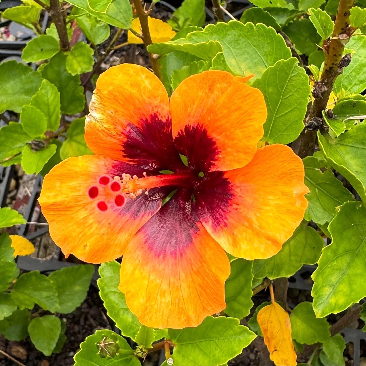 Hibiscus Petite Sunrise - Ladybird Nursery