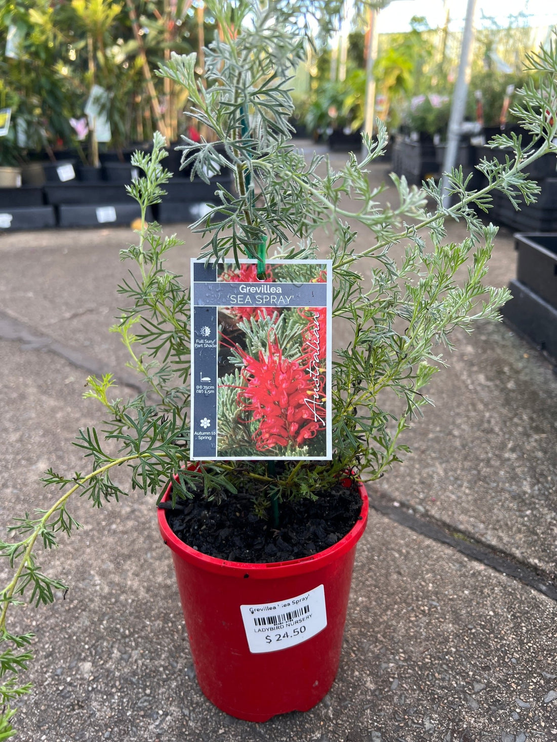 Grevillea 'Sea Spray' - Ladybird Nursery