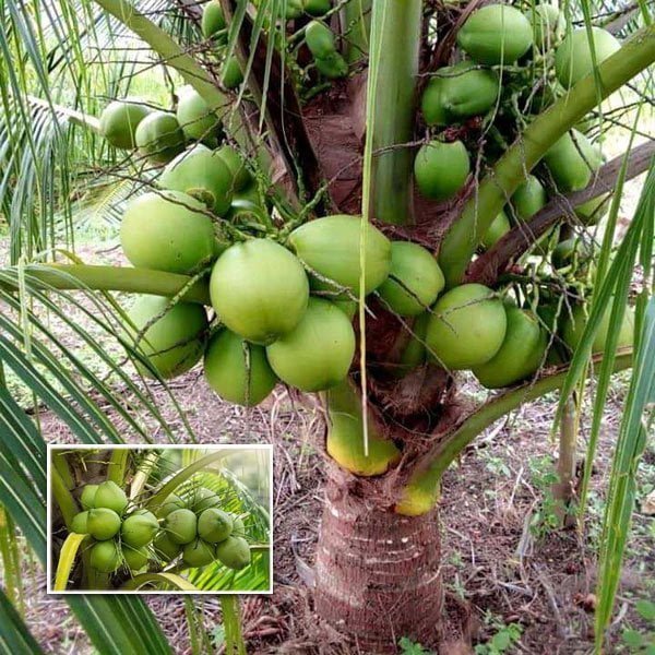 Malay Dwarf Green Coconut Tree - Ladybird Nursery