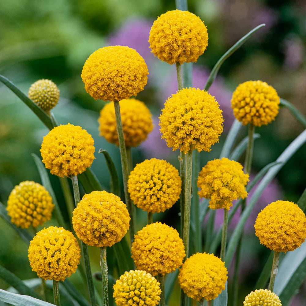 Billy Buttons (Craspedia globosa) - Ladybird Nursery
