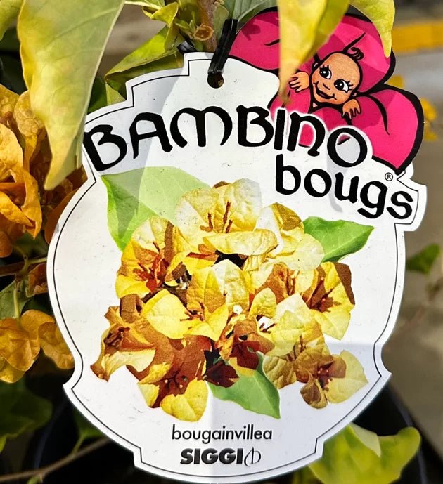 Bougainvillea 'Siggi' (Bougainvillea Bambino™) - Ladybird Nursery