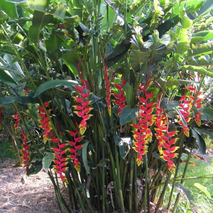 Heliconia rostrata 'Parrot's Beak' - Ladybird Nursery