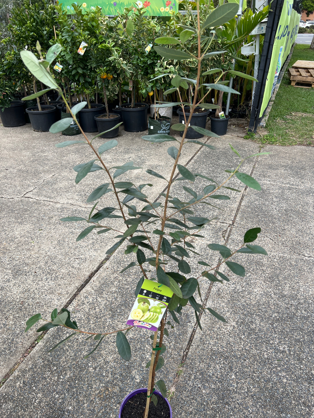 Feijoa - Large