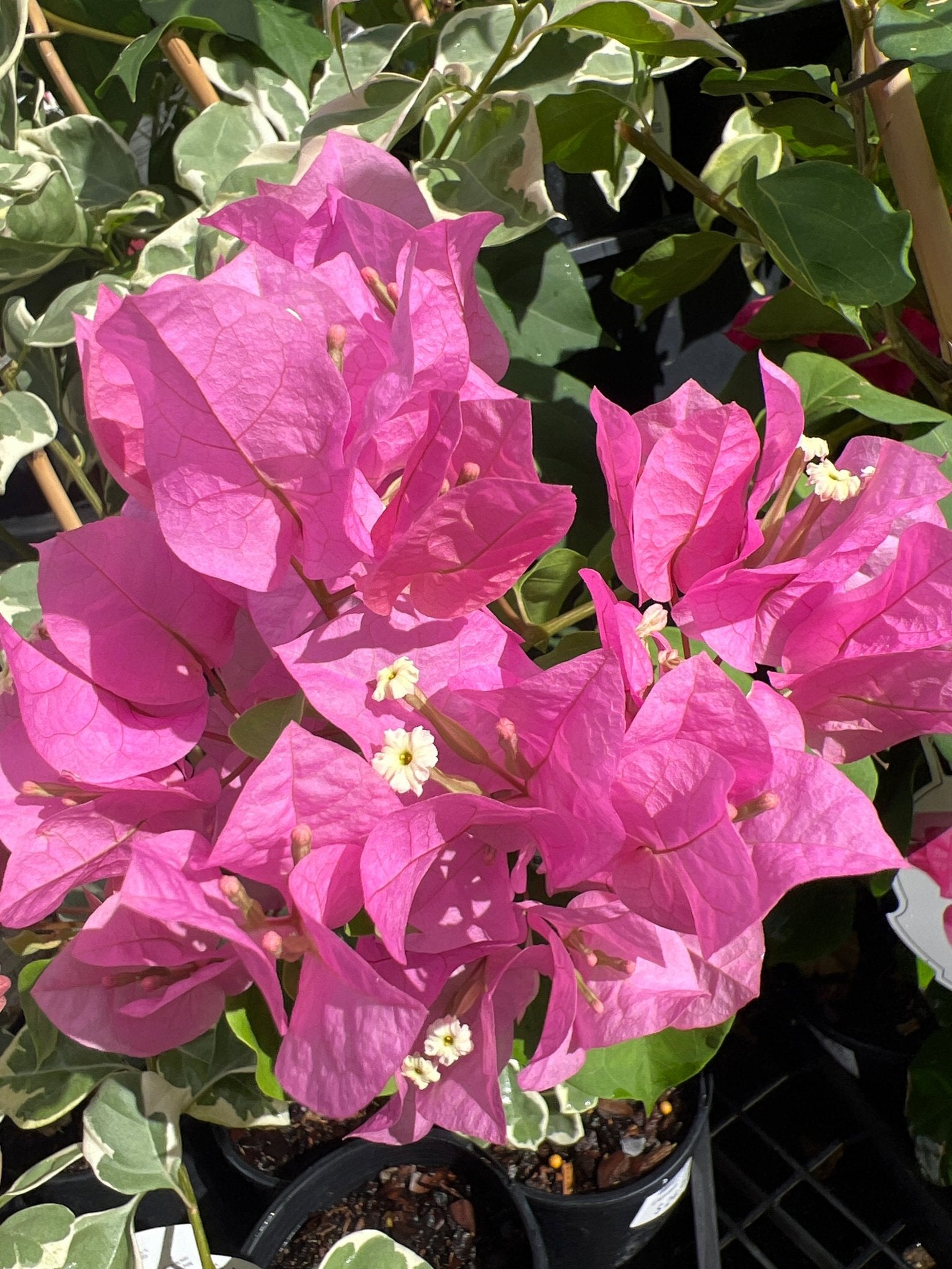 Bougainvillea ‘Ningili’ (Bougainvillea Bambino™) - Ladybird Nursery