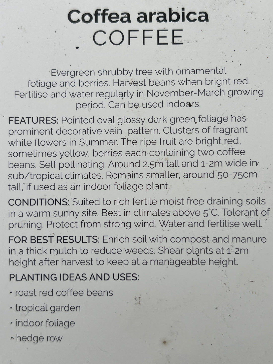 Coffee (Coffea arabica) - Ladybird Nursery