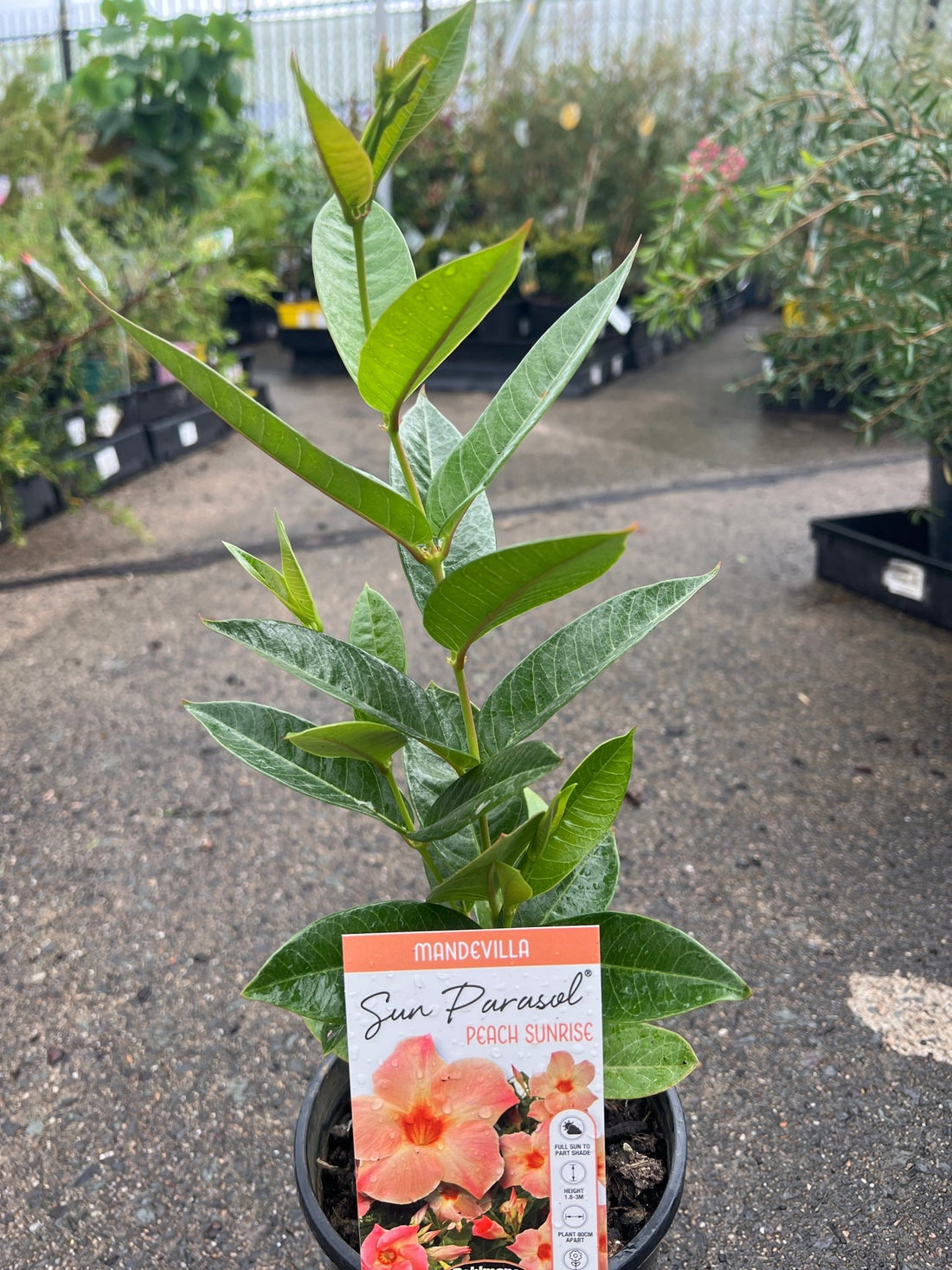 Mandevilla 'Peach Sunrise' - Ladybird Nursery