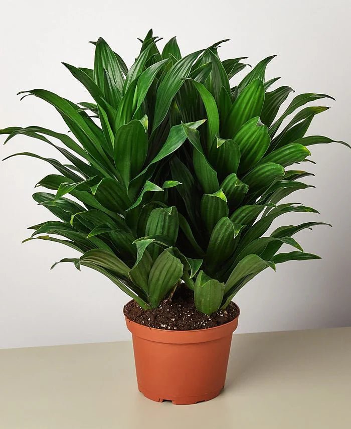 Dracaena Janet Craig (Dracaena deremensis) - Ladybird Nursery