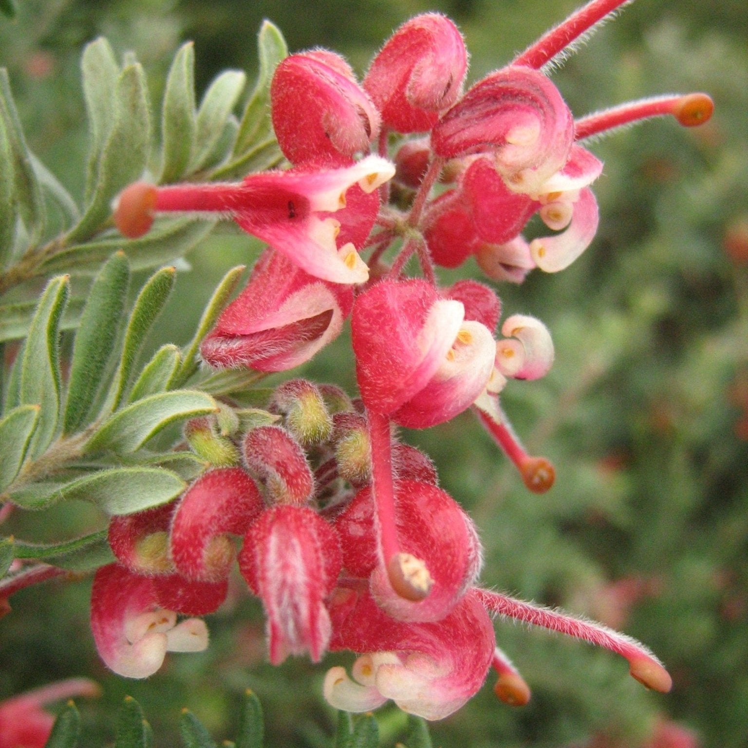 Grevillea Winter Nectar - Ladybird Nursery